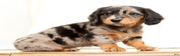 Miniature Dachshund dogs for sale: Hans - Ad 6