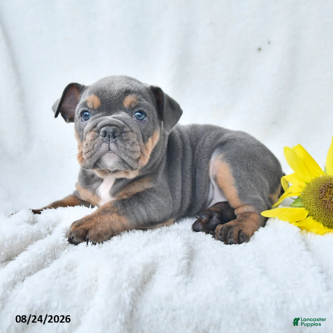 Olde English Bulldogge dogs for sale: Dixie - Ad 5