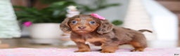 Miniature Dachshund dogs for sale: Elsa  - Ad 2