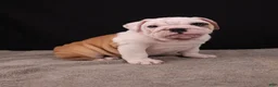 English Bulldog dogs for sale: Sally  - Ad 11