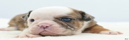 Mixed Breed dogs for sale: Turbo Merle blue eyes - Ad 4