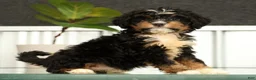 Mini Bernedoodle dogs for sale: Luna - Ad 1