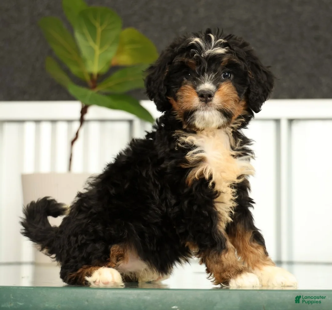 Mini Bernedoodle dogs for sale: Luna - Ad 1