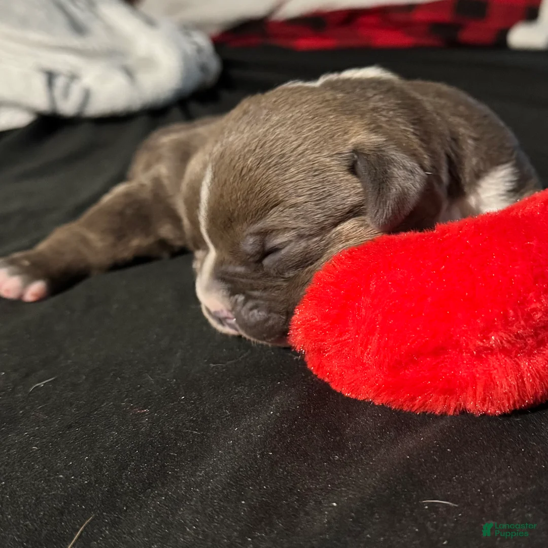 American Bully dogs for sale: American Bully Puppy 4 - Ad 2