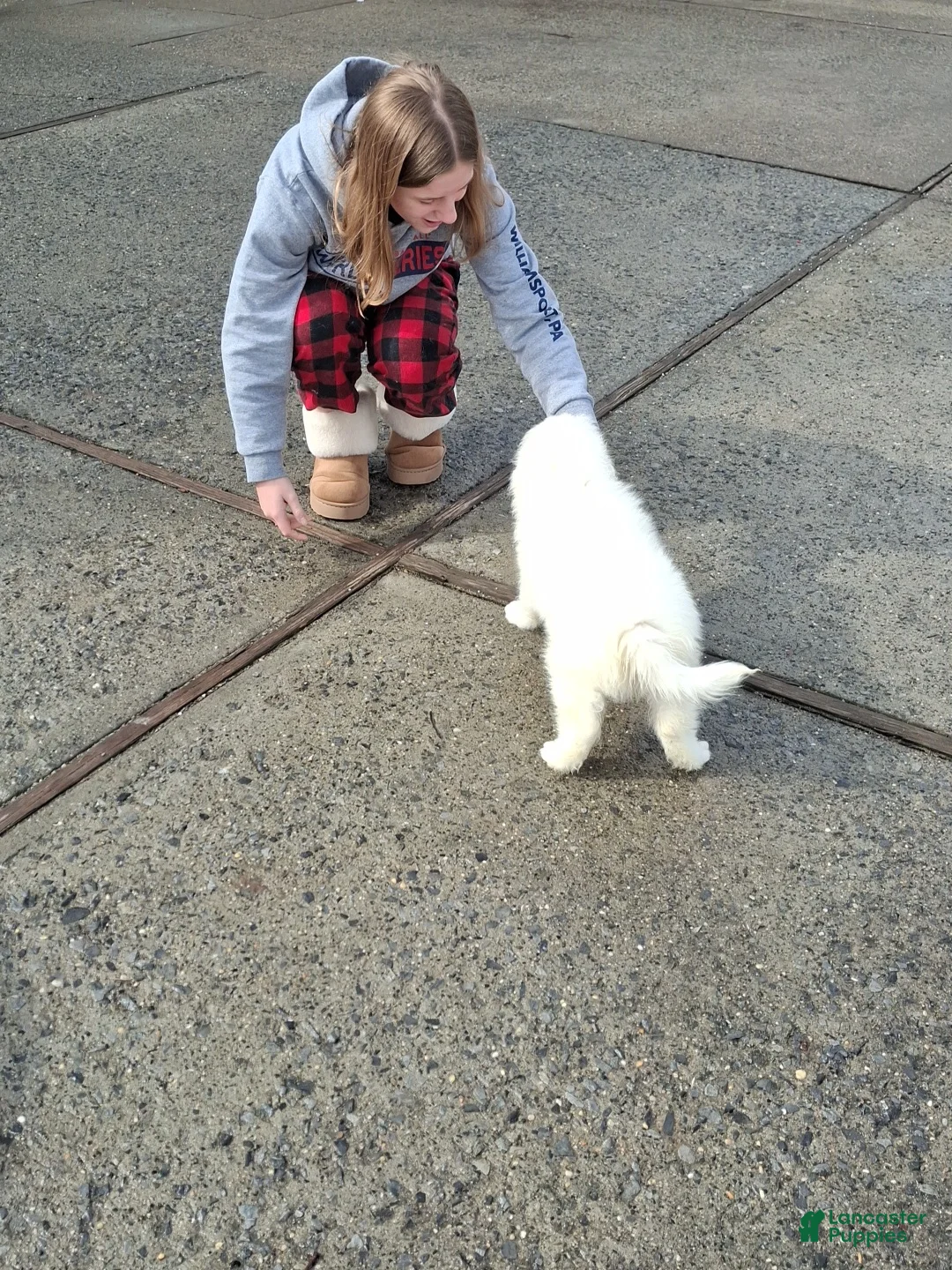 Samoyed dogs for sale: Samoyed Puppy 4 - Ad 2