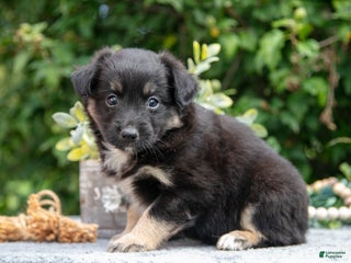 Toy Australian Shepherd dogs - Ad 1