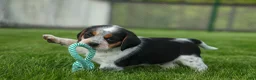 Beagle dogs for sale: Cruz  - Ad 2