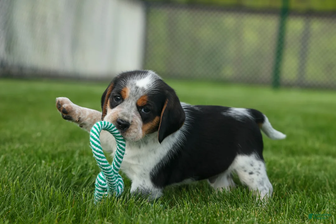 Beagle dogs for sale: Cruz  - Ad 2
