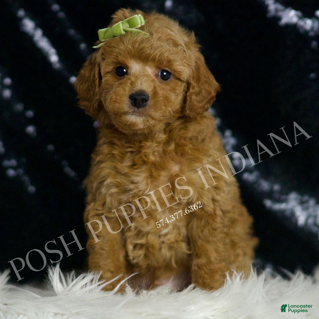 Mini Goldendoodle dogs for sale: Olive F1BB - Ad 1