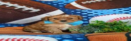 Shorkie dogs for sale: Lucas Hypoallergenic - Ad 3
