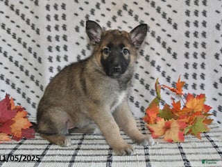 German Shepherd dogs - Ad 37