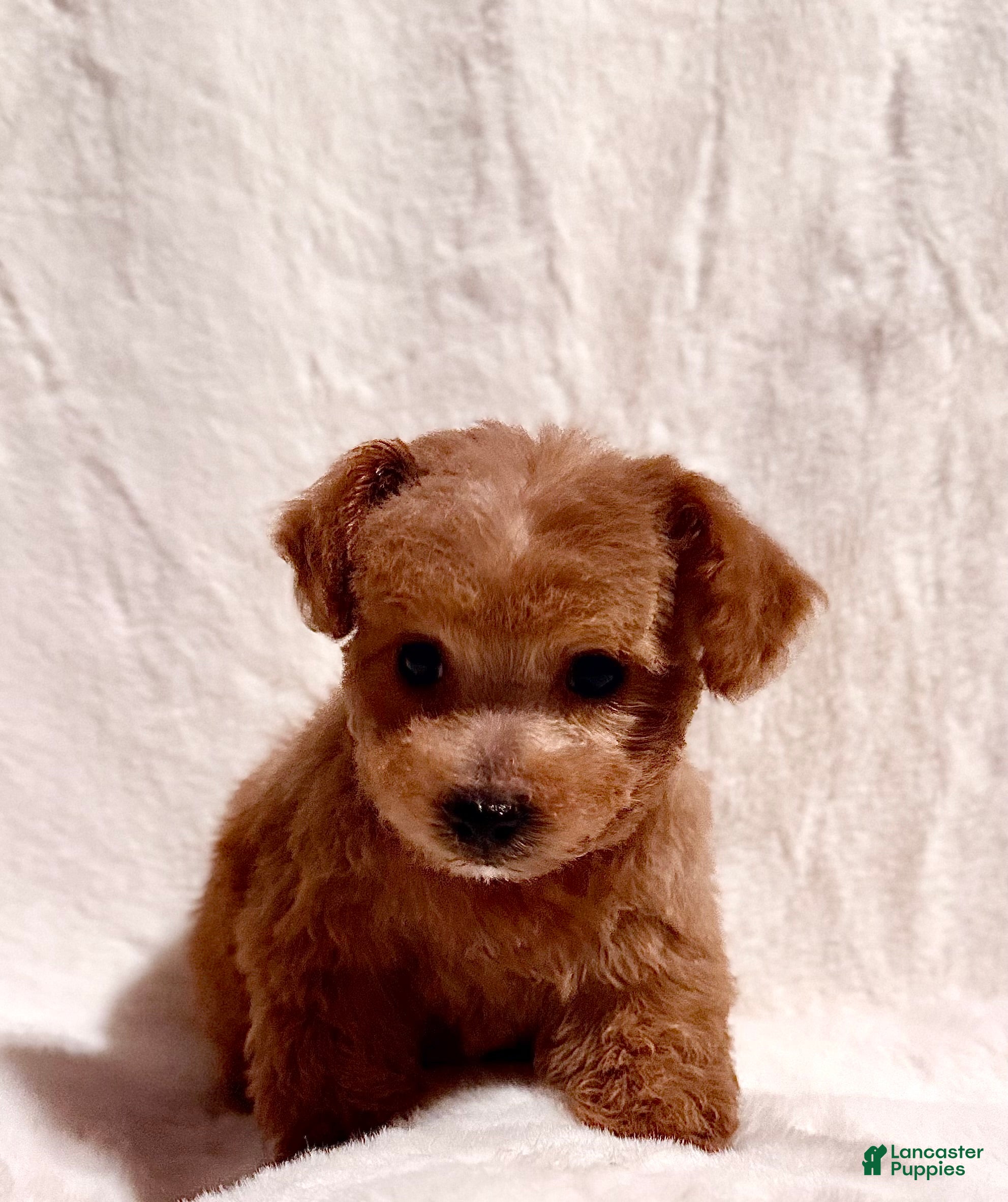 Toy Poodle dogs Junior - Ad 2