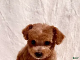 Toy Poodle dogs Junior - Ad 2