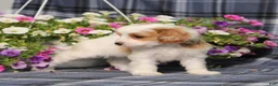 Cavapoo dogs for sale: BJ's Whisper - Ad 4