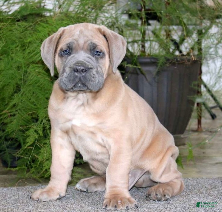 Cane Corso dogs Mr Bill - Ad 2