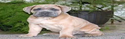 Cane Corso dogs for sale: Mr Bill - Ad 2