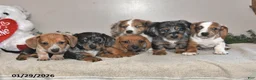 Miniature Dachshund dogs for sale: Gus - Ad 3