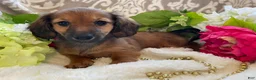Miniature Dachshund dogs for sale: Tulip - Ad 16