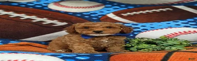 Scoobie