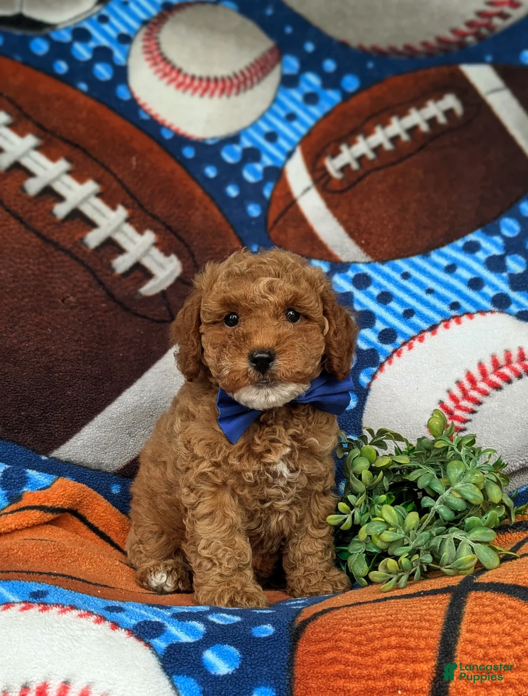 Miniature Poodle dogs for sale: Scoobie - Ad 1