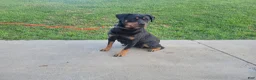Rottweiler dogs for sale: Willson  - Ad 6