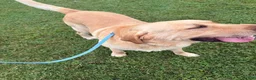 Labrador Retriever dogs for sale: Chloe - Ad 2