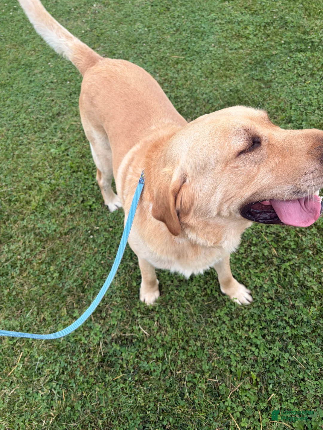 Labrador Retriever dogs for sale: Chloe - Ad 2