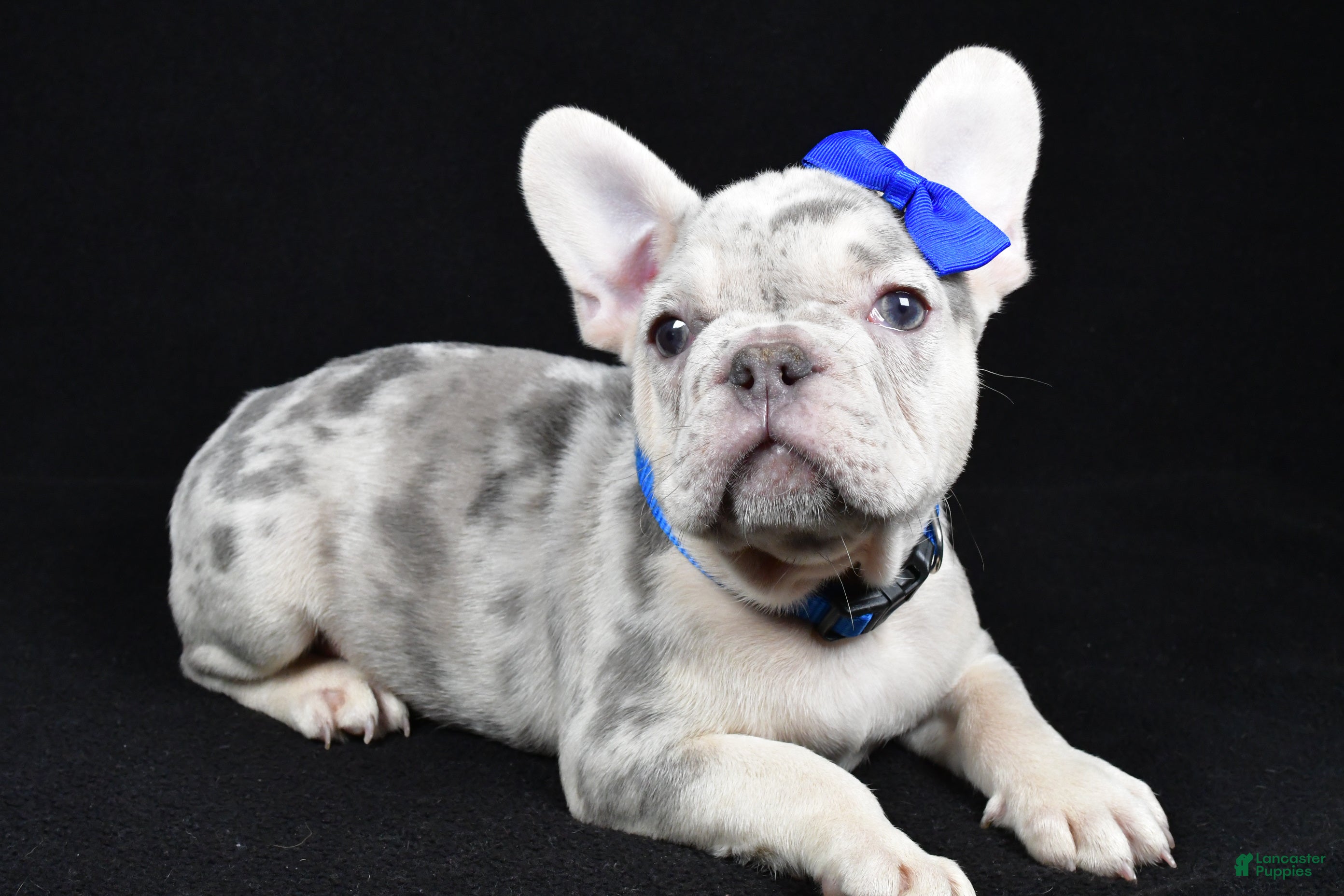 French Bulldog dogs Buster  - Ad 1