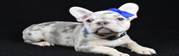 French Bulldog dogs for sale: Buster  - Ad 1