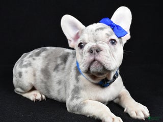 French Bulldog dogs Buster - Ad 1