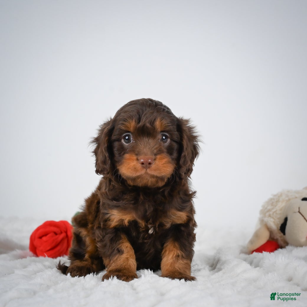 Cavapoo dogs Nalin - Ad 1