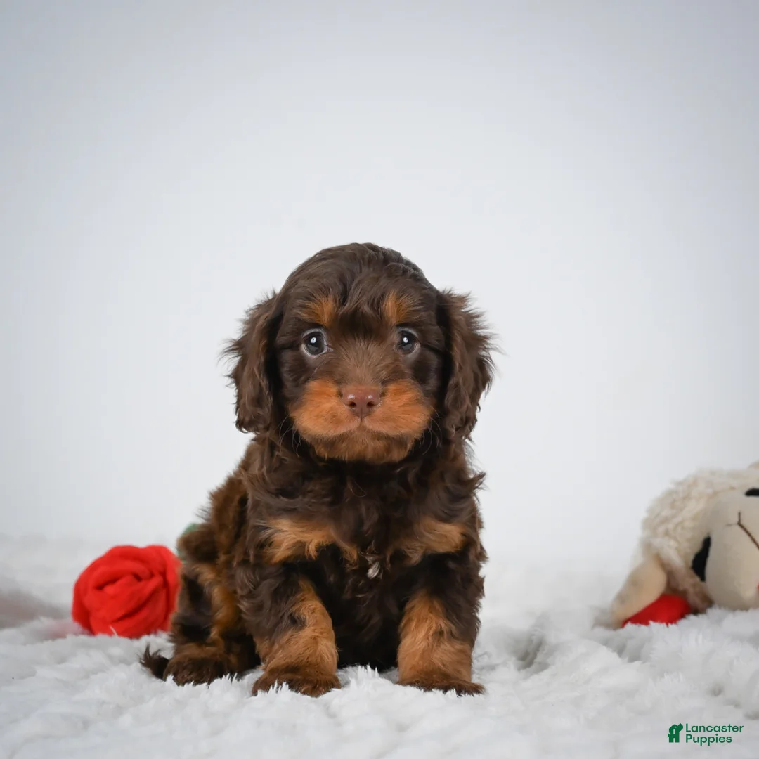 Cavapoo dogs for sale: Nalin - Ad 1