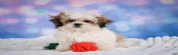 Malshi dogs for sale: Theo - Ad 8