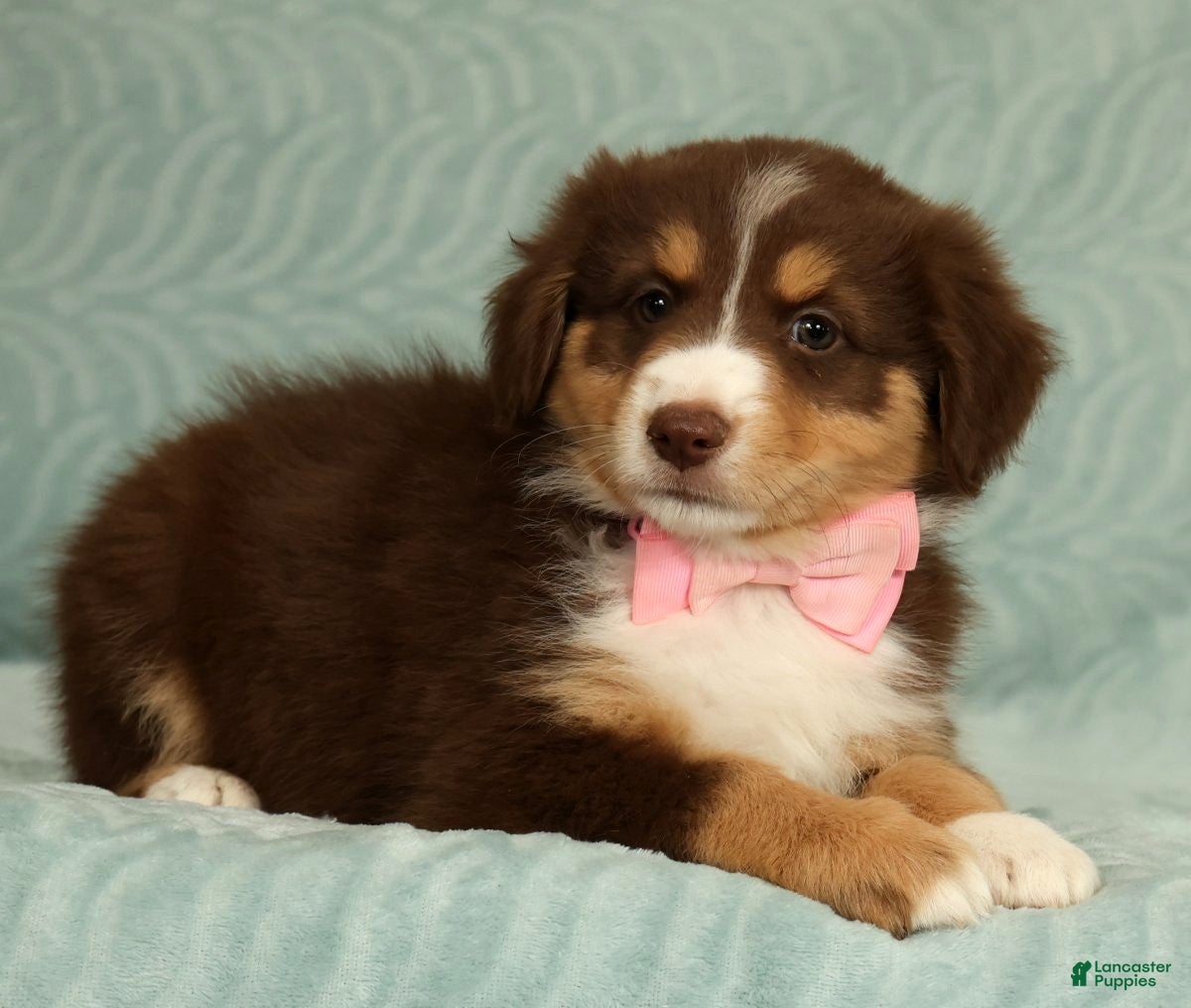 Australian Shepherd dogs Pearl - Ad 2