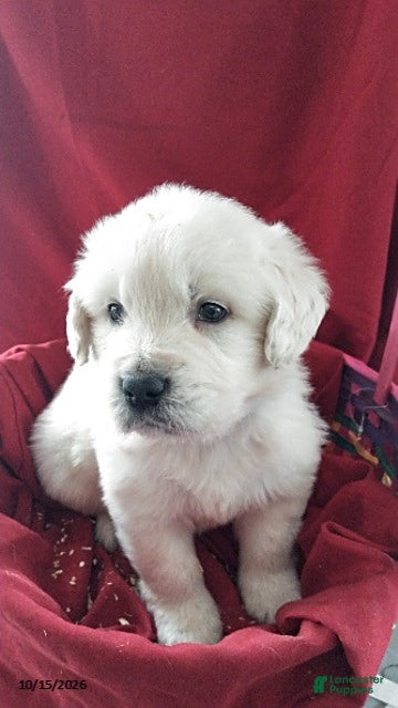 Golden Retriever dogs Aden - Ad 1