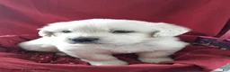 Golden Retriever dogs for sale: Aden - Ad 1