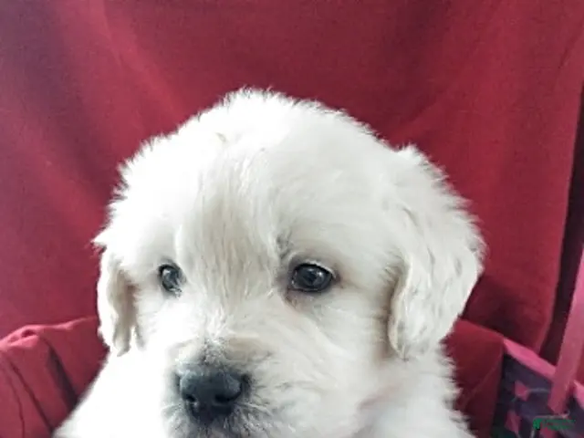 Golden Retriever dogs for sale: Aden - Ad 1
