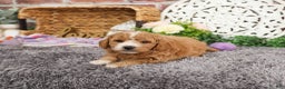 Mini Goldendoodle dogs for sale: Jade - Ad 3