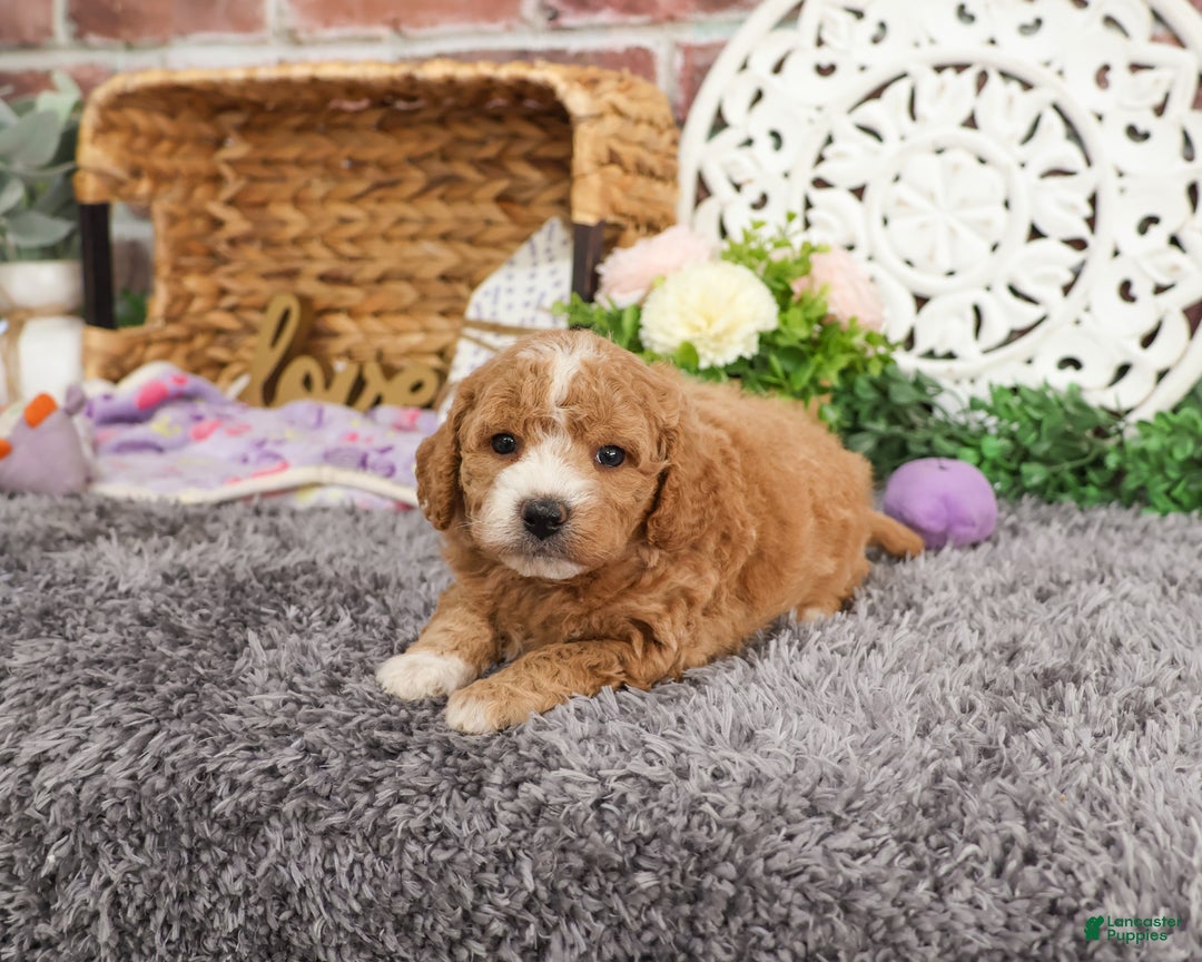 Mini Goldendoodle dogs for sale: Jade - Ad 3