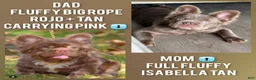 French Bulldog dogs for sale: New Shade Fluffy Male (Tiny size) - Ad 3