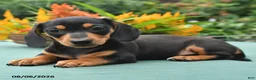 Dachshund dogs for sale: Tyler - Ad 3