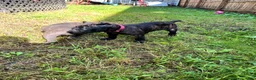 Cane Corso dogs for sale: Cane Corso 2 - Ad 4