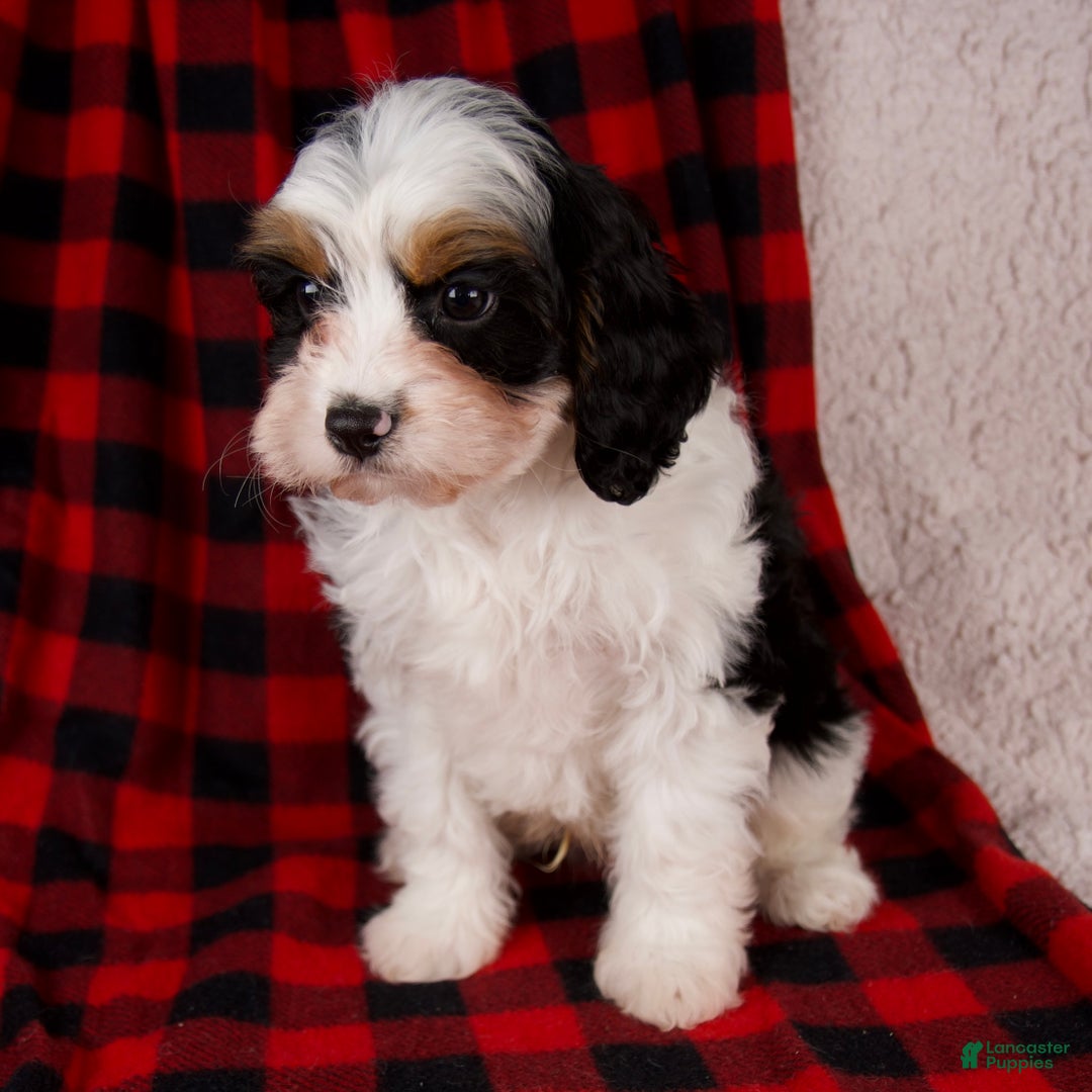 Cavapoo dogs for sale: Noah - Ad 9