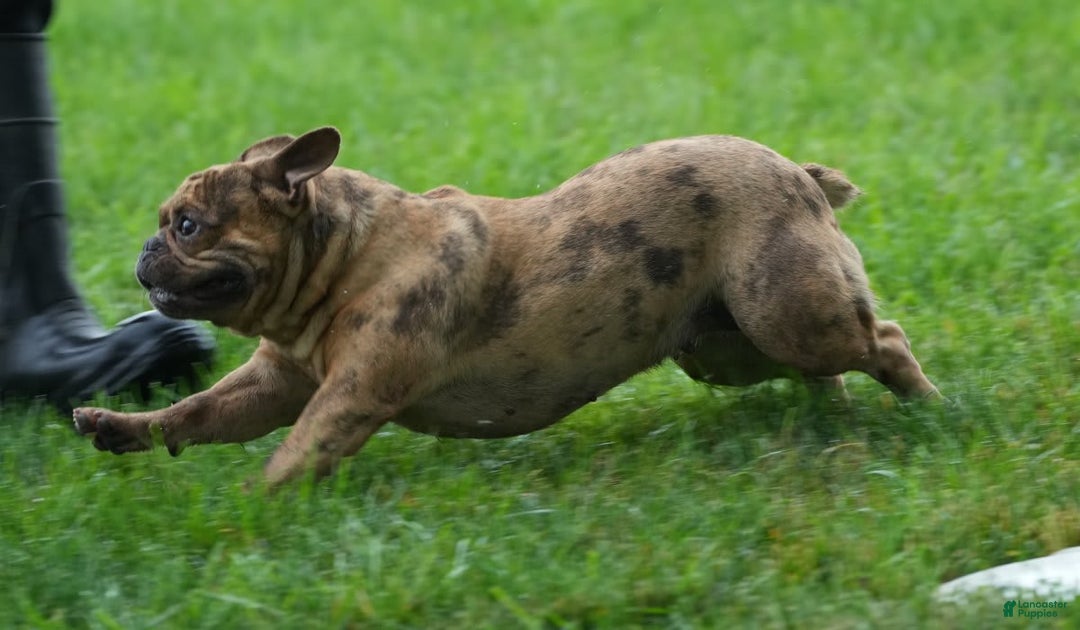 French Bulldog dogs for sale: Jackie - Ad 4