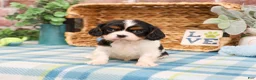 Cavalier King Charles Spaniel dogs for sale: Kaiden  - Ad 3
