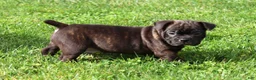 Frenchton dogs for sale: Jip - Ad 1