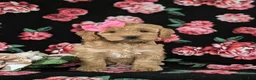 Cockapoo dogs for sale: Marilee - Ad 5