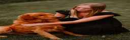 Golden Retriever dogs for stud: Tucker - Ad 5