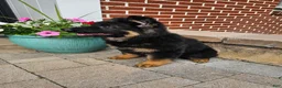 German Shepherd dogs for sale: Christy - Ad 5