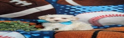Maltipoo dogs for sale: Casey - Ad 3